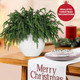 30 Pcs Realistic Christmas Pine Branches, Natural Droopy,Soft Bendable Christmas Pine Stems, Lifelike Cedar Stems for Vases, Wreaths,Garland Christmas Decorations，Christmas Thanksgiving Table Decor