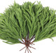 12 Pcs Christmas Norfolk Pine Branches, Norfolk Pine Artificial Christmas Stems DIY Crafts Faux Christmas Greenary Norfolk Pine Branches for Xmas Wreath Garland Home Decor (12)