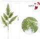 Watayo 40 PCS Artificial Faux Cedar Branches-12.5 Inch Artificial Green Cedar Sprigs-Faux Cedar Pine Stems Picks for DIY Garland Wreath Christmas Embellishing and Home Garden Decoration