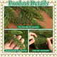 Watayo 6 Ft Christmas Norfolk Pine Garland- 3 Fork Dense Real Touch Pine Garland Ornament- Realistic Artificial Pine Greenery Garlands for Christmas Holiday Mantle Fireplace Table Home Decor