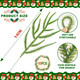 XIFAN 60 Pcs Christmas Norfolk Pine Branches and Red Berry Stems, 14'' Artificial Pine Picks, Faux Greenery for DIY Crafts, Indoor/Outdoor Garland, Wreath, and Home Decoration