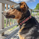 Dog Collars For Small Medium & Large Dogs Stocking Stuffer Long Lasting, Adjustable, Strong Durable Collars For Dogs, Choose From Stunning Patterns And Colors. Red Woven Dog Collar