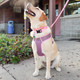 Coastal Pet Comfort Soft Sport Wrap Adjustable Dog Harness - Large & Small Dog Harness - Durable Harness For Dogs With Mesh Chest Pad - Grey With Red, 1 X 28-36 Coastal Pet Comfort Soft Sport Wrap Adjustable Dog Harness - Large & Small Dog Harness - Durable Harness For Dogs With Mesh Chest Pad - Grey With Red, 1 X 28-36