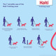Halti Training Leash - Multifunctional Double-Ended Dog Leash, Ideal For Anti-Pulling Dog Training. Lightweight & Durable. Suitable For Small To Medium Dogs & Puppies (Size Small, Desert Sand, 2M)