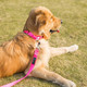 Martingale Collars For Dogs, Strong And Durable, Medium, Baby Pink, Heavy Duty Adjustable Nylon Dog Collar