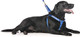 Limited Service Dog Blue Color Coded Alert Warning L Xl Non Pull Dog Harness Prevents Accidents By Warning Others Of Your Dog In Advance