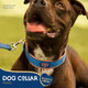 Good Scout Padded Heavy Duty Dog Collar For Large Dogs, Puppy Training Collar With Adjustable Flex Loop For Comfortable Fit, Reflective Material & D-Ring For Quick Leash Attachment, Blue/Blush Good Scout Padded Heavy Duty Dog Collar For Large Dogs, Puppy Training Collar With Adjustable Flex Loop For Comfortable Fit, Reflective Material & D-Ring For Quick Leash Attachment, Blue/Blush
