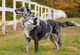 Large Dog Collar By Lupine 1 Wide Ripple Creek Design Adjusts From 16 To 28 Large Dog Collar By Lupine 1 Wide Ripple Creek Design Adjusts From 16 To 28
