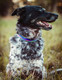 Medium Dog Collar By Lupine 1 Wide Ripple Creek Design Adjusts From 12 To 20 Medium Dog Collar By Lupine 1 Wide Ripple Creek Design Adjusts From 12 To 20