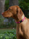Lupinepet Originals 1 Alpen Glow 25-31 Adjustable Collar For Extra Large Dogs Lupinepet Originals 1 Alpen Glow 25-31 Adjustable Collar For Extra Large Dogs