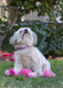 Lupinepet Originals 1/2 Rose Garden 8-12 Adjustable Collar For Small Dogs Lupinepet Originals 1/2 Rose Garden 8-12 Adjustable Collar For Small Dogs