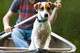 Lupine Small Dog Collar 3/4 Wide Rain Song Adjusts From 9 To 14 Lupine Small Dog Collar 3/4 Wide Rain Song Adjusts From 9 To 14