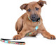 Max & Molly Dog Leash With Handle, Ideal For Small, Medium & Large Dogs, Soft Comfortable Padded Neoprene, Brushed Nickel Premium Hardware, 0 Ring For Accessories, Waterproof