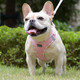 Soft Mesh Dog Harness And Leash Set, No-Chock Step-In Reflective Breathable Lightweight Easy Walk Escape Proof Vest Harnesses With Safety Buckle For Small Medium Dogs, Cats (Pink, S) Soft Mesh Dog Harness And Leash Set, No-Chock Step-In Reflective Breathable Lightweight Easy Walk Escape Proof Vest Harnesses With Safety Buckle For Small Medium Dogs, Cats (Pink, S)