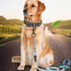 Mipcase 2Pcs Cats Leash Bolt Harness Tag Hooks- Hook Stainless Chain Cat Rope Hooks Dog Collar Steel Key Multipurpose Buckle Alloy Linking Dogs Bronze Leashes Clasp Snap With Clips Spring
