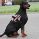 Mumupet Dog Harness With Leash Set,No Pull Adjustable Step In Puppy Harness With Padded Vest For Small Medium Large Dogs And Cats