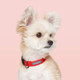 Premium Adjustable Dog Collar For Small To Medium Dogs Color Red Medium