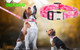 Pink Camo Dog Collar And Leash Set For Xs Small Medium Large, Adjustable Soft Nylon Collars With Girl Or Boy Puppy Dogs Cats Walking Running Training(Pink Camo Xs)