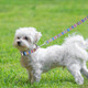 Dog Collars For Small Dogs,Adjustable Soft Dog Collar,Cute Dog Collar For Small Medium Dogs With 46.8In Dog Leash,Dog Collar And Leash Set (Width 2Cm/0.78 Colorful Collar + Leash)