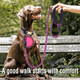 6 Ft Heavy Duty Dog Leash With Comfortable Padded Handle Dog Leashes For Medium Large Dogs With Collapsible Pet Bowl