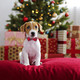 Christmas Dog Collar With Bow, Adjustable Christmas Plaid Dog Collars With Removable Bowtie Christmas Collars For Large Dogs Pets (Red&Green, Large) Christmas Dog Collar With Bow, Adjustable Christmas Plaid Dog Collars With Removable Bowtie Christmas Collars For Large Dogs Pets (Red&Green, Large)
