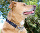 Reflective Nylon Choke Collar Slip Show Obedience Training Gentle Choker For Extra Large Dogs, Red Reflective Nylon Choke Collar Slip Show Obedience Training Gentle Choker For Extra Large Dogs, Red