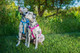 Reflective Adjustable Dog H Harness For Small To Medium Dogs Matching Collar And Leash Available, Green Reflective Adjustable Dog H Harness For Small To Medium Dogs Matching Collar And Leash Available, Green