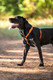 Reflective Dog Collar For Large Dogs, Adjustable From 13-22 Inches, Green Reflective Dog Collar For Large Dogs, Adjustable From 13-22 Inches, Green