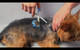 Scaredy Cut Silent Pet Grooming Kit For Dog, Cat And All Pet Grooming - A Quiet Alternative To Electric Clippers For Sensitive Pets (Right-Handed Pink)