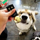 Scenereal Large Dog Collar Bell For Training, Hiking, Walking, Hunting, Pet Tracker, 2 Pack 1.5 Extra Loud Pet Bell For Save Wildlife And Birds (Bear Bell, Cow Bell) Gold Silver Scenereal Large Dog Collar Bell For Training, Hiking, Walking, Hunting, Pet Tracker, 2 Pack 1.5 Extra Loud Pet Bell For Save Wildlife And Birds (Bear Bell, Cow Bell) Gold Silver