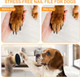 Dog Nail File,Nail Filer For Dog,Dog Nail File Scraper With 8 Pcs Replaceable Sandpaper Dog Nail Trimmers, No Pressure Dog Nail File Set