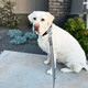 Leash For Small And Medium Dogs - Adjustable Multifunction European Style Leash- Silverblack- 3/4 X 5'