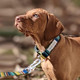 Leash For Small And Medium Dogs - Adjustable Multifunction European Style Leash- Silverblack- 3/4 X 5'
