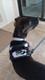 Shawnco Essential Harness, Leash & Collar Set (Moonglow, L) Shawnco Essential Harness, Leash & Collar Set (Moonglow, L)