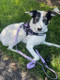 Shawnco Essential Harness, Leash & Collar Set (Icy Lilac, Xl) Shawnco Essential Harness, Leash & Collar Set (Icy Lilac, Xl)