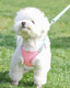 Dog Harness For Small Medium Dogs,Easy To Put On Soft Mesh Dog Harness And Leash Set For Kitten And Puppy，Step In Adjustable Dog Harness With Padded Vest (Xs, Pink)