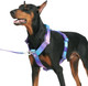 Spark Paws No-Pull Dog Harness - Designed For Safety And Control, Ideal For Large, Strong Breeds - Pitbulls, Boxers - 90S Retro – L