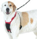 Yuppie Puppy Anti-Pull Mesh Harness Large/Xlarge By Sporn