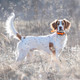 Sportdog Brand 1 Inch Collar Straps - Waterproof And Rustproof - Tightly Spaced Holes For Proper Fit - Red