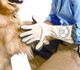 Pet Grooming Gloves For Dogs With Loop - Made Of Microfiber Fabric - Efficient Dog Paw Cleaner For Muddy Paws - Dog Paw Washer Protects Floors, Furniture, And Vehicles From Paw Prints