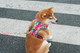 Adjustable Dog Harness - Easy On And Off With Durable Clasp, High-Density Nylon Material, Personalized Cute Pattern For Stylish Boy And Girl Dogs(Summer Vibe, Small(Chest:16-20))
