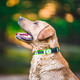 Go Dog Glo Dry Dog Collar, Orange
