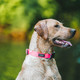 Dry Collar, Pink, Small