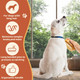 Suclain 2 Pcs Dog Cat Bristle Brush For Shedding Dog Brush For Short Haired Dogs Soft Dog Brush Oval Palm Beech Brush With Boar Bristles And Elastic Band For Dogs And Cats Shower Bath And Massage