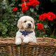 Girl Dog Collar And Leash Sets With Bow Tie, Dog Collar With Detachable Flower With Dog Tag Strong Gold Buckle For Small Medium Large Dogs