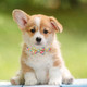 Girl Dog Collar And Leash Sets With Bow Tie, Dog Collar With Detachable Flower With Dog Tag Strong Gold Buckle For Small Medium Large Dogs