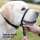 Svd.Pet No-Pull Dog Headcollar For Easier Walks, Chew-Proof Protector To Increase Comfort, Simple Design, Easy To Wear And Adjust (Medium Size For Small And Medium Size Dogs)