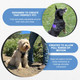 The North Star Dog Harness - Comfortable, Fully Adjustable, Designed To Reduce Pulling, Escape Resistant, Durable, Fastens Easily And Securely. (Grey, X-Small)