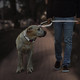 Reflective Dog Collar And Leash Set,Adjustable Neoprene Padded Nylon Collars, 6 Ft Heavy Duty Dog Leash 2 Comfortable Handles Safety Locking Buckle For Puppy Small Medium Extra Large Breed Dog Reflective Dog Collar And Leash Set,Adjustable Neoprene Padded Nylon Collars, 6 Ft Heavy Duty Dog Leash 2 Comfortable Handles Safety Locking Buckle For Puppy Small Medium Extra Large Breed Dog