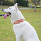 Super Cute Dog Leash With Bow Tie Cake - Durable, Adjustable, And Stylish Pet Leash For Walks S Super Cute Dog Leash With Bow Tie Cake - Durable, Adjustable, And Stylish Pet Leash For Walks S